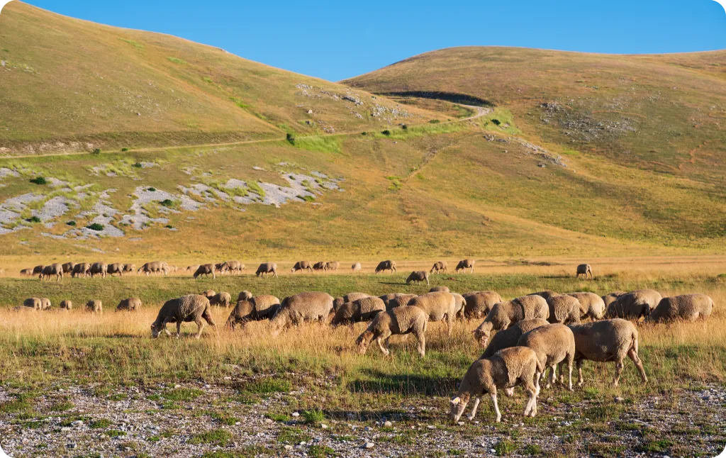 LAngolana sito web LA TRANSUMANZA-azienda_img 1